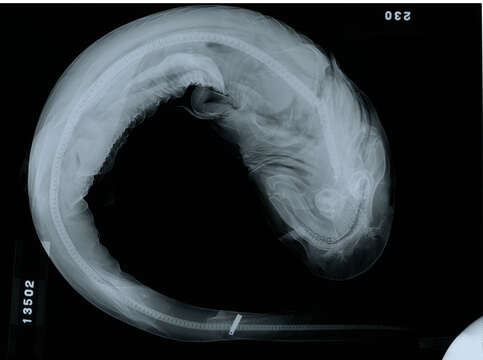 Image of Triaenodon