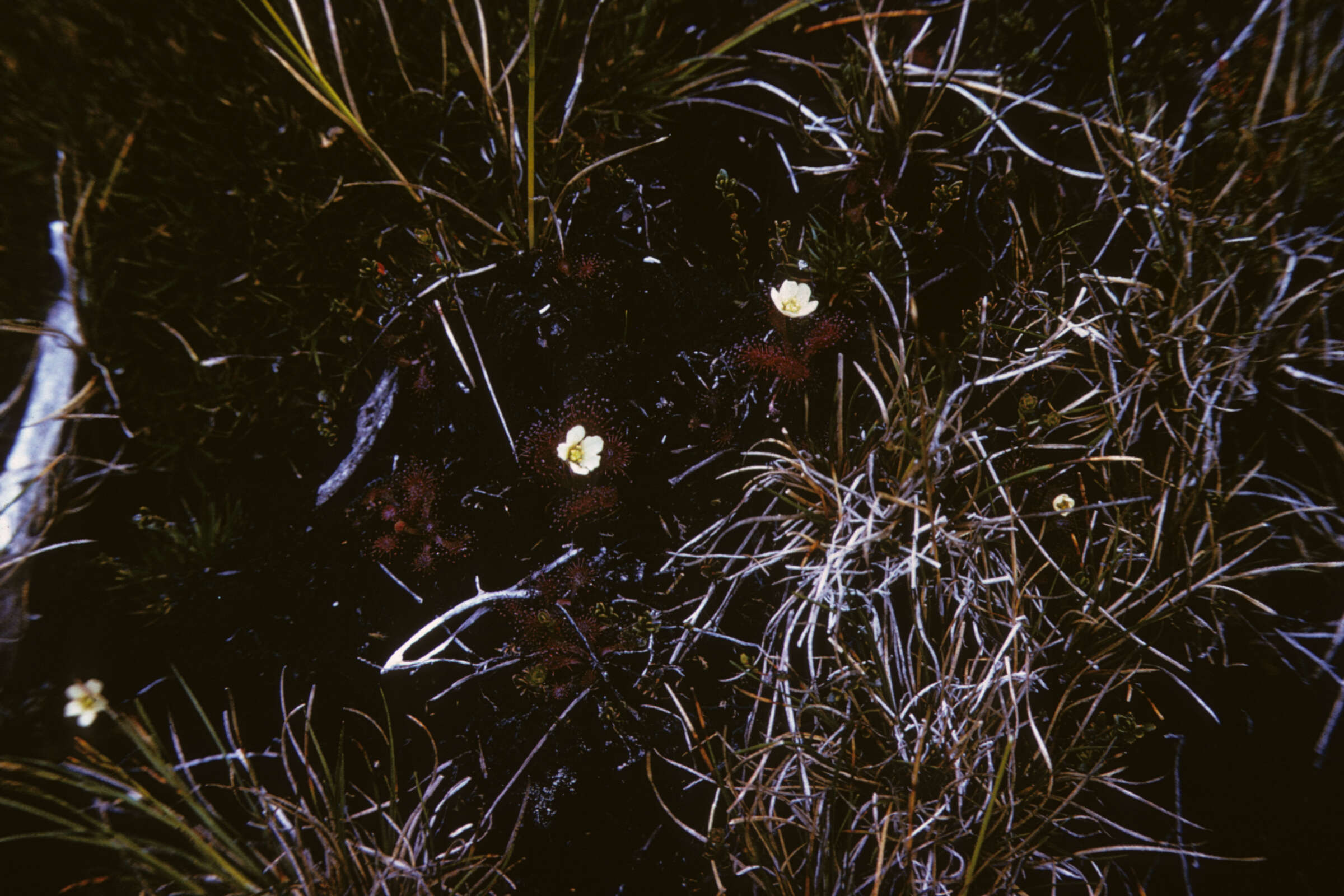 Drosera uniflora (rights holder: )