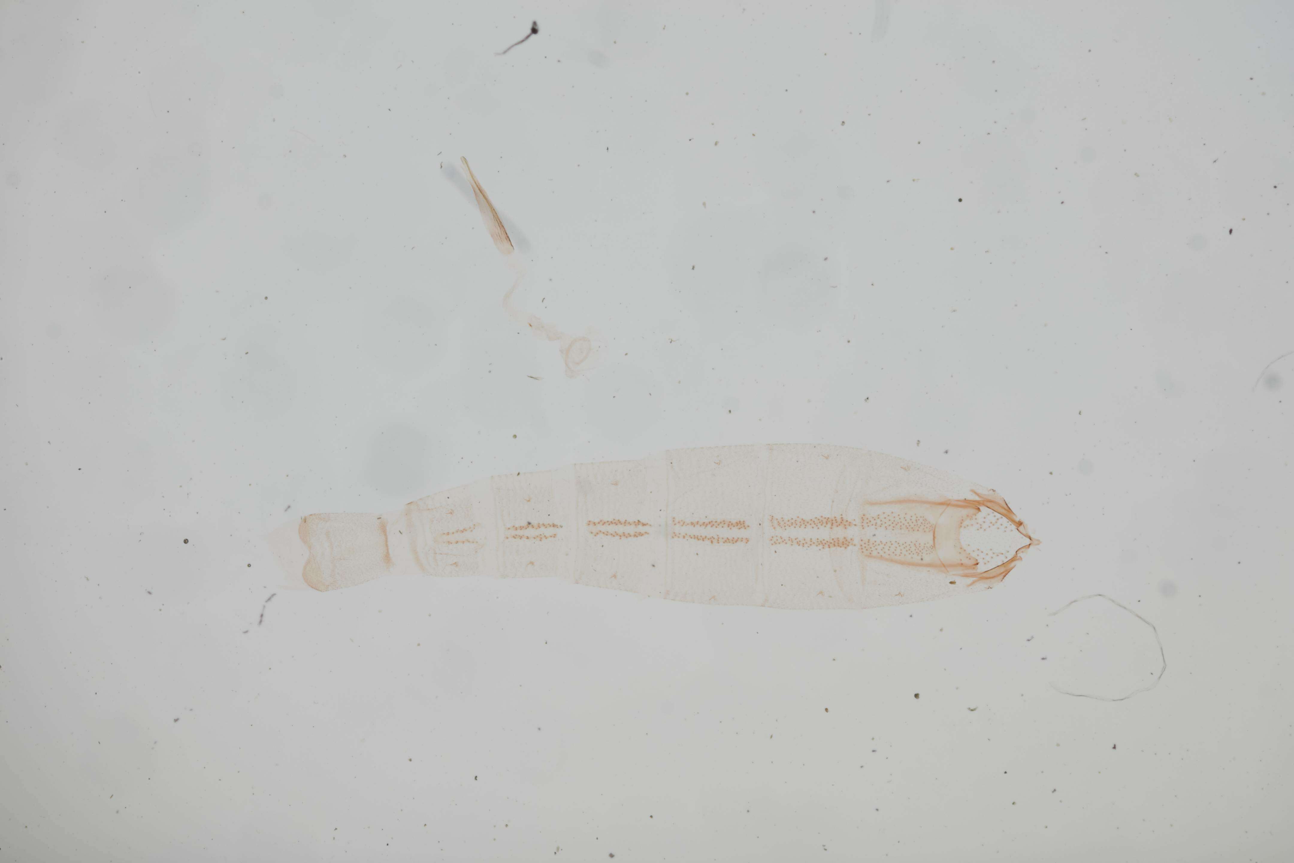 Image of Batrachedridae