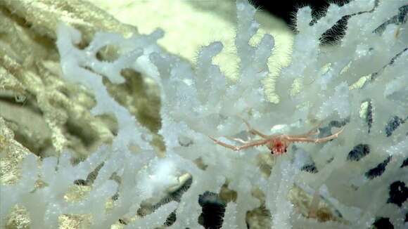 Image of sponges