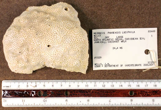Image of cnidarians