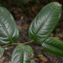 Image of Guatteria scandens Ducke