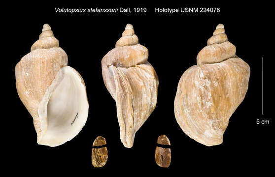 Image of Volutopsion Habe & Ito 1965