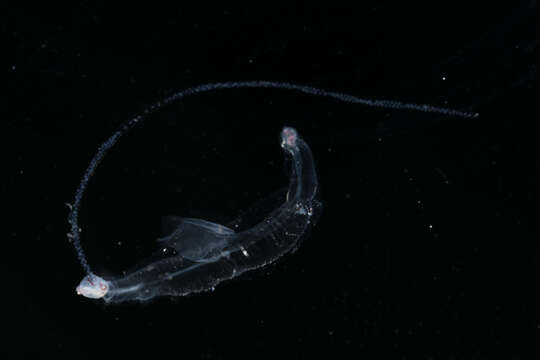 Image of Littorinimorpha Golikov & Starobogatov 1975