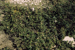 Image of Zygophyllales