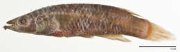 Image of Cyprinodontiformes