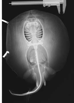 Image of Urobatis
