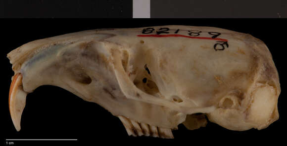 Image of Buller's pocket gopher