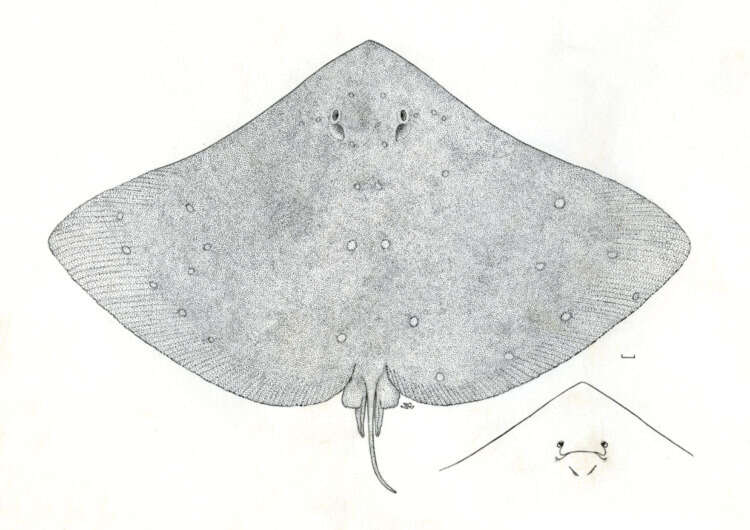 Image of ray