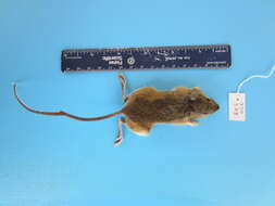 Image of mice, rats, gerbils, jerboas, and relatives