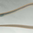 Image of Narrow worm eel