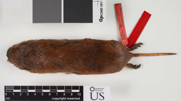 Image of therapsid