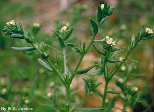 Image of corn gromwell