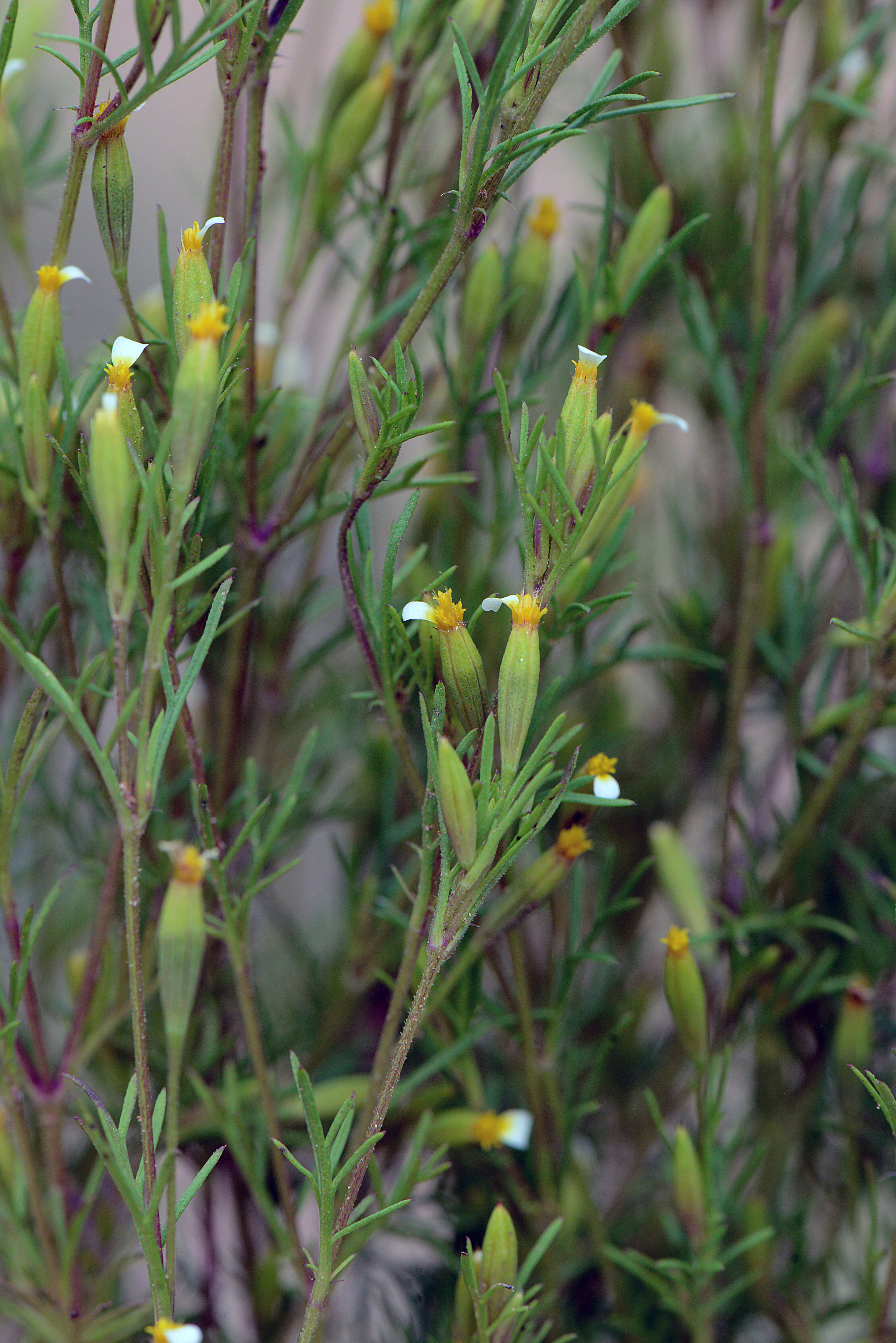 Tagetes filifolia (rights holder: )