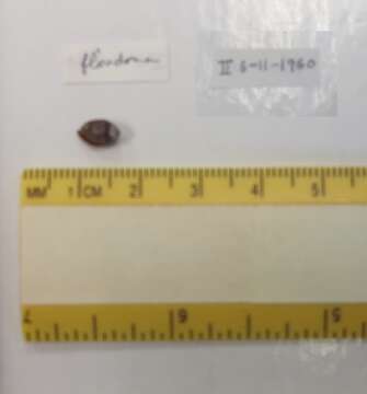 Image of Ellobiida