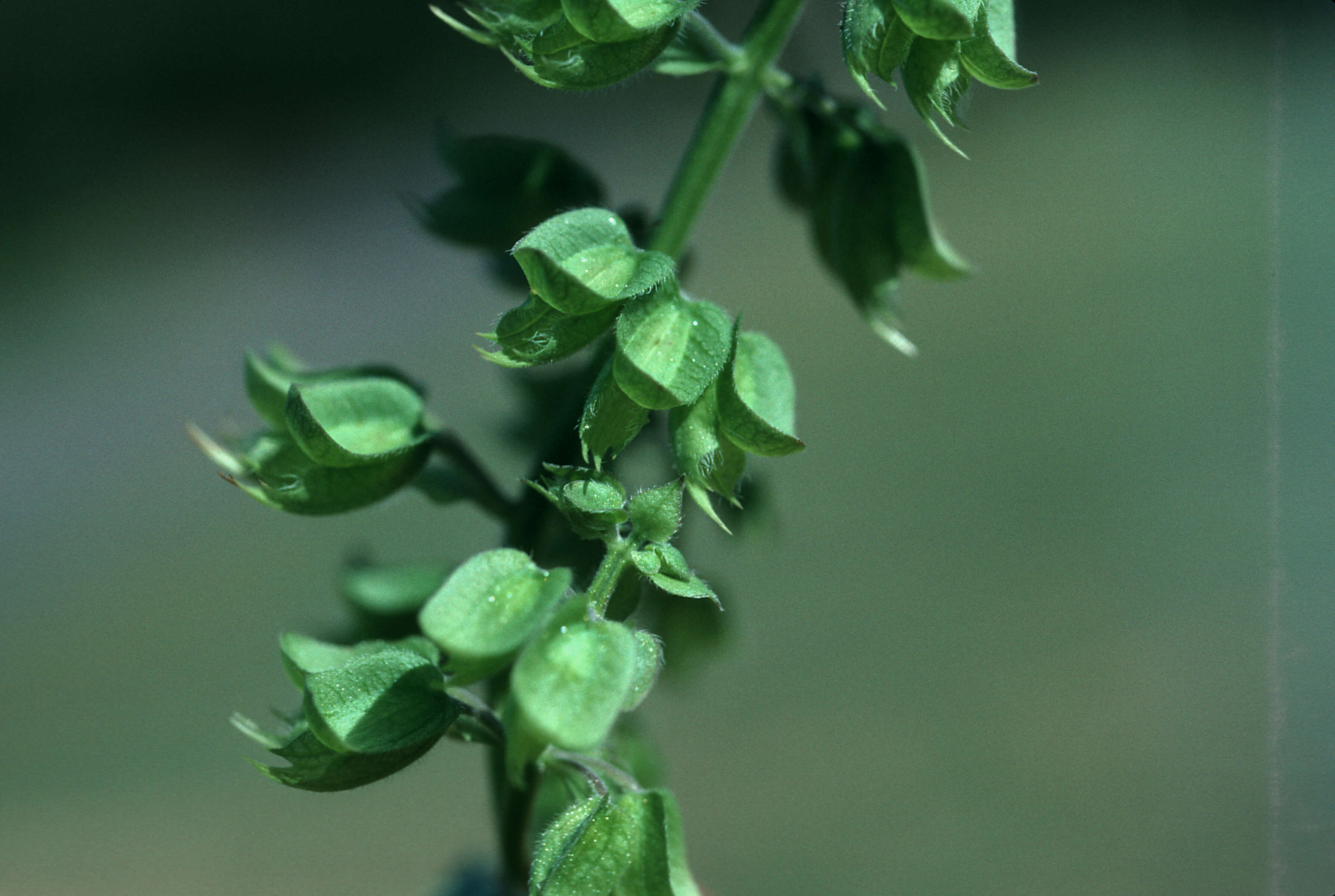 Ocimum campechianum (rights holder: )