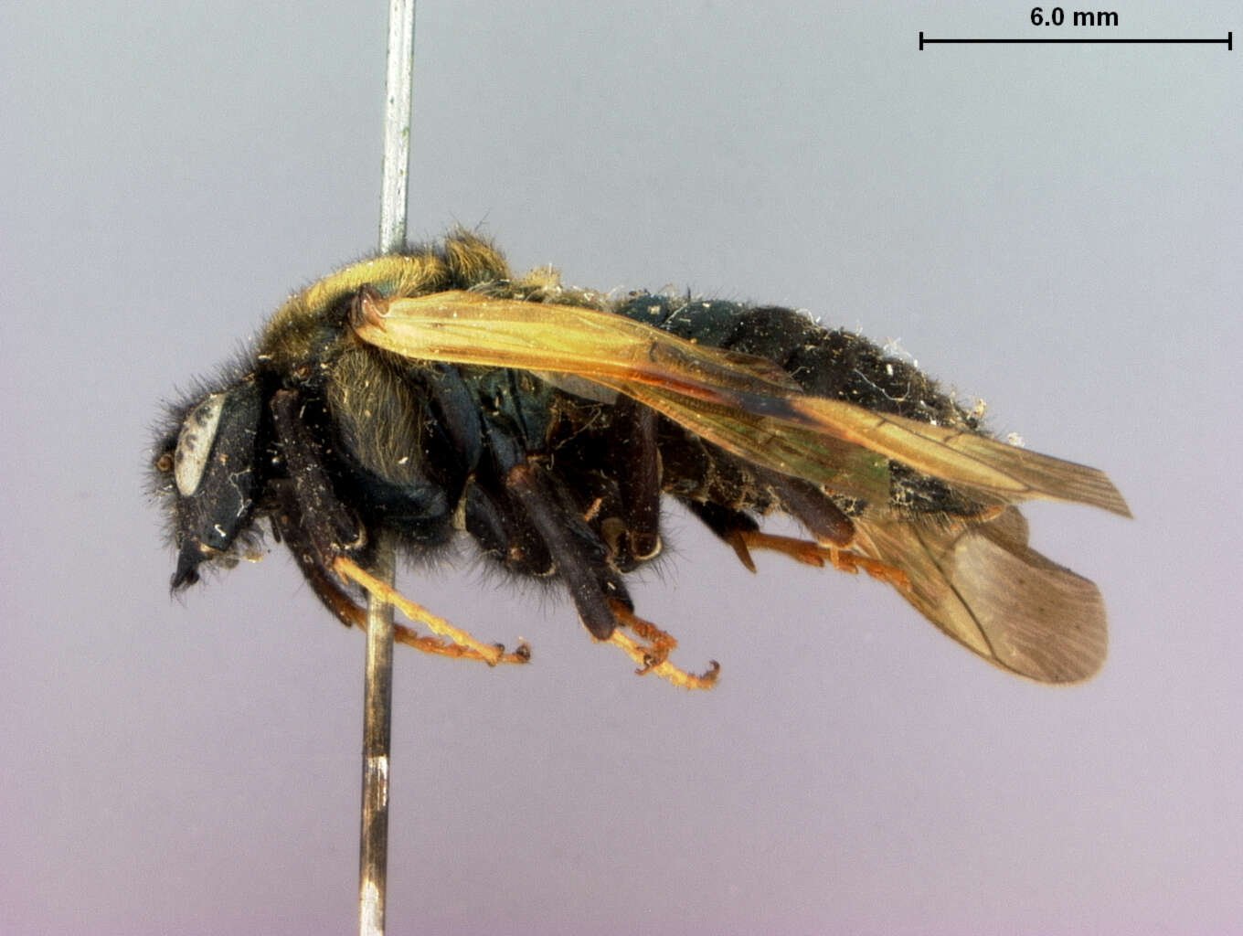 Image of cimbicid sawflies
