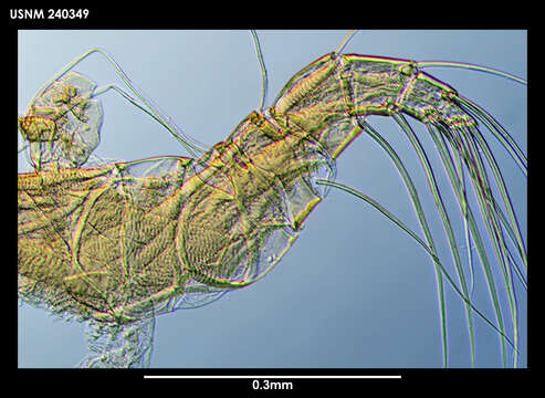 Image of Macromckenziea Maddocks 1990