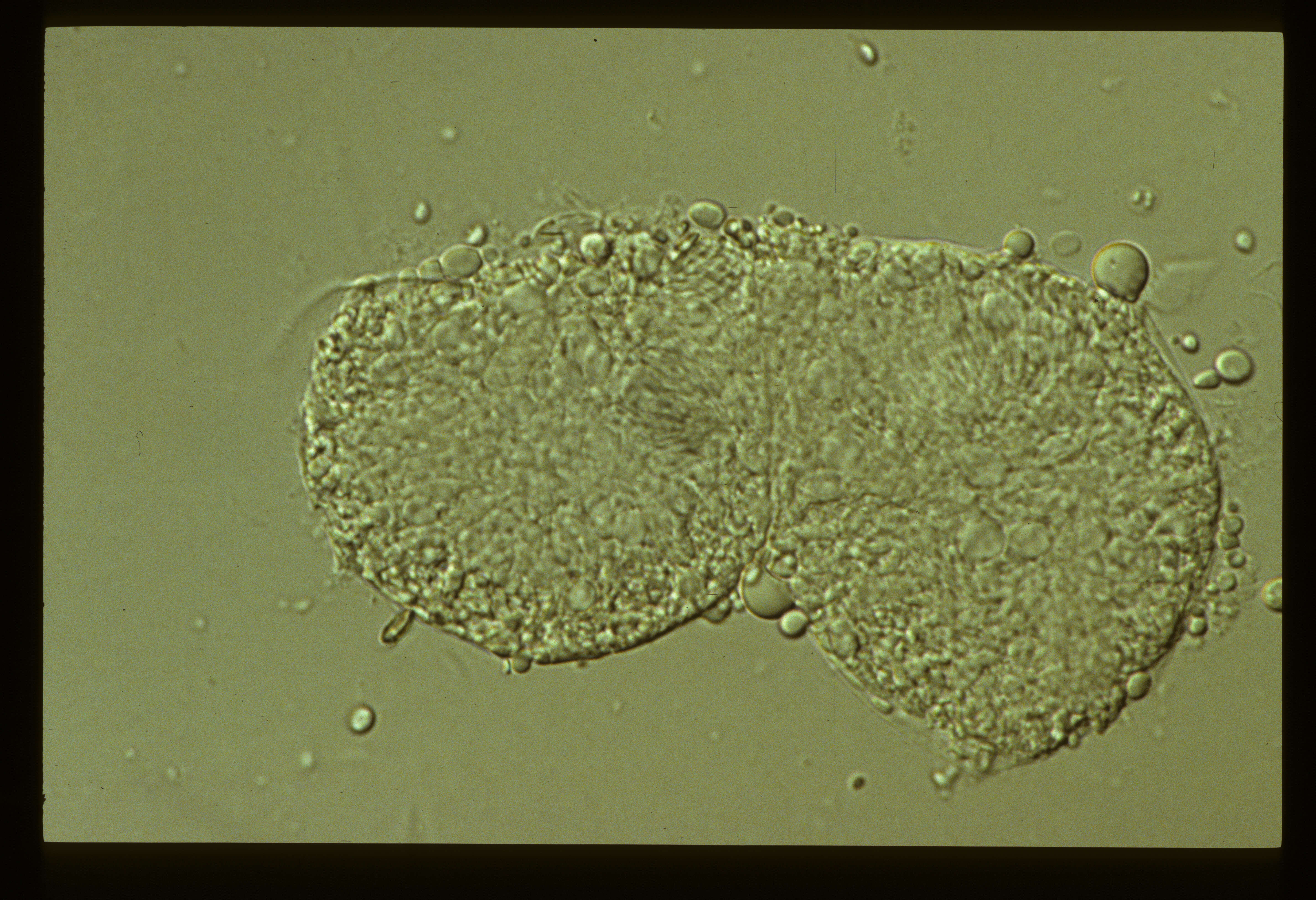 Image of Pyrrophycophyta