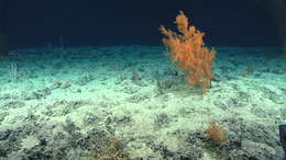 Image of black corals