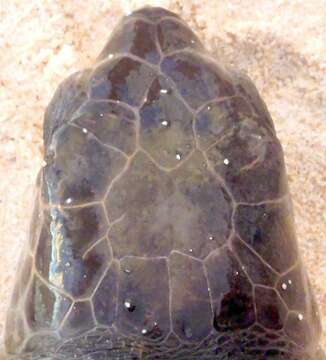 Image of Ridley sea turtles
