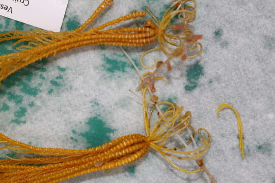 Image of crinoids and relatives