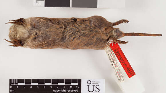 Image of therapsid