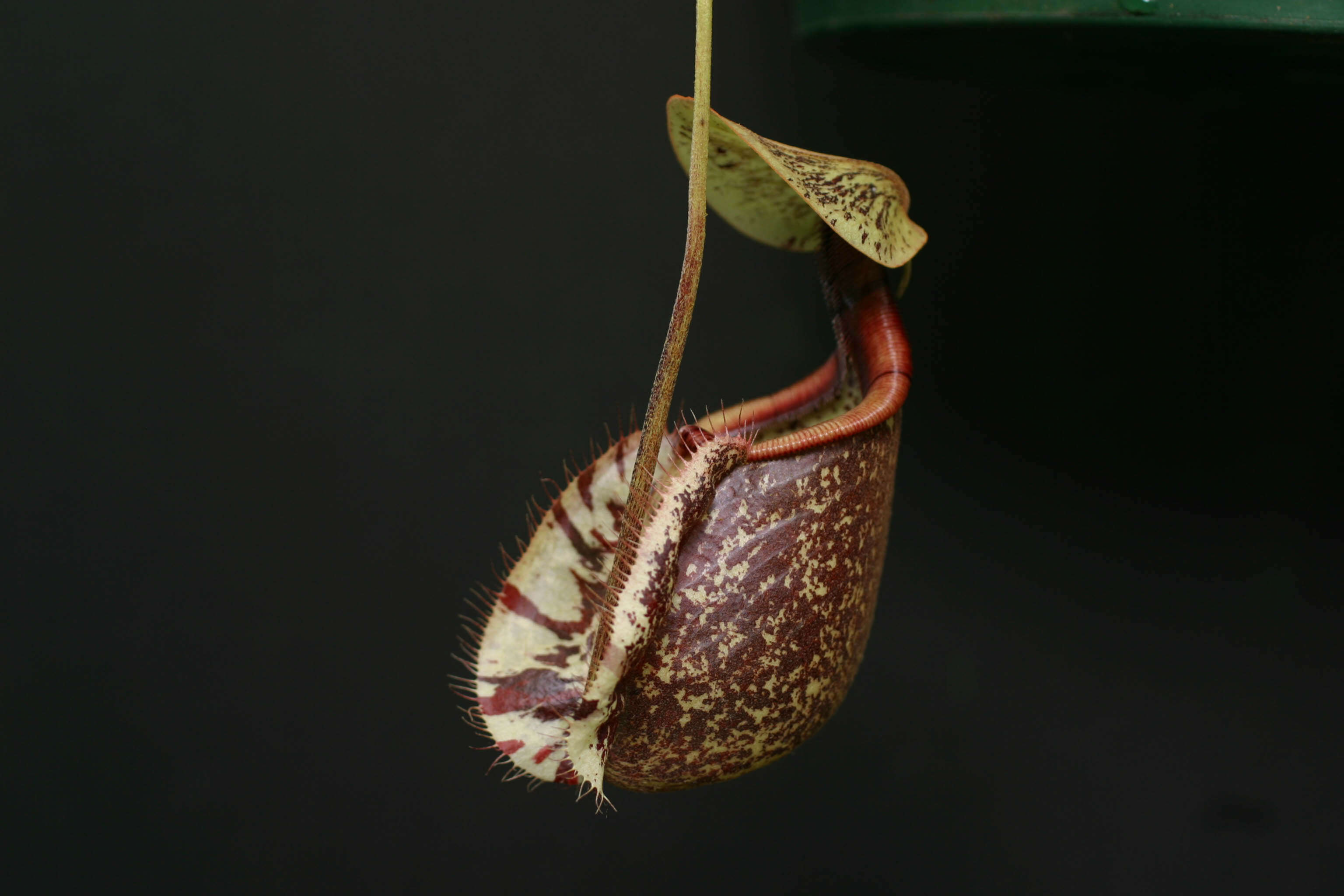 Image of tropical pitcher plants