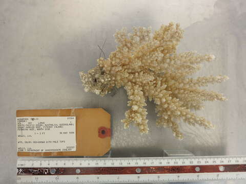Image of staghorn corals