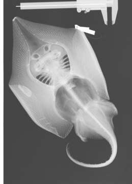 Image of Chordates
