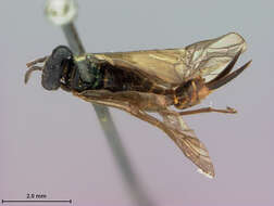 Image of xyelid sawflies