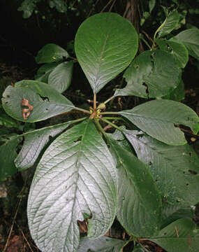 Image of cyrtandra