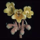 Image of Rhytidophyllum leucomallon Hanst.