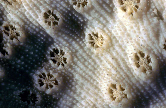 Image of stony corals