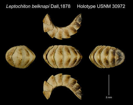 Image of opisthokonts