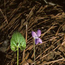Image of <i>Viola sororia</i> var. <i>affinis</i> (Leconte) L. E. Mc Kinney
