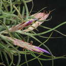 Image of potbelly airplant