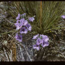 Image of Common Fringe Lily