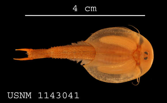 Image of branchiopods