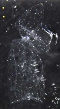 Image of hydrozoans
