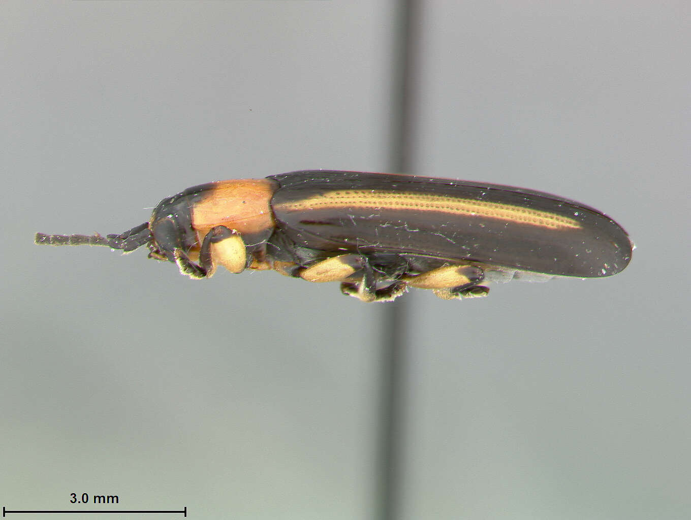Image of leaf beetles