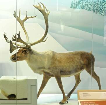 Image of Reindeer