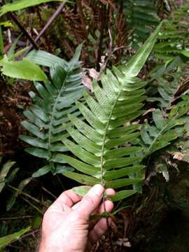 Image of blechnoids