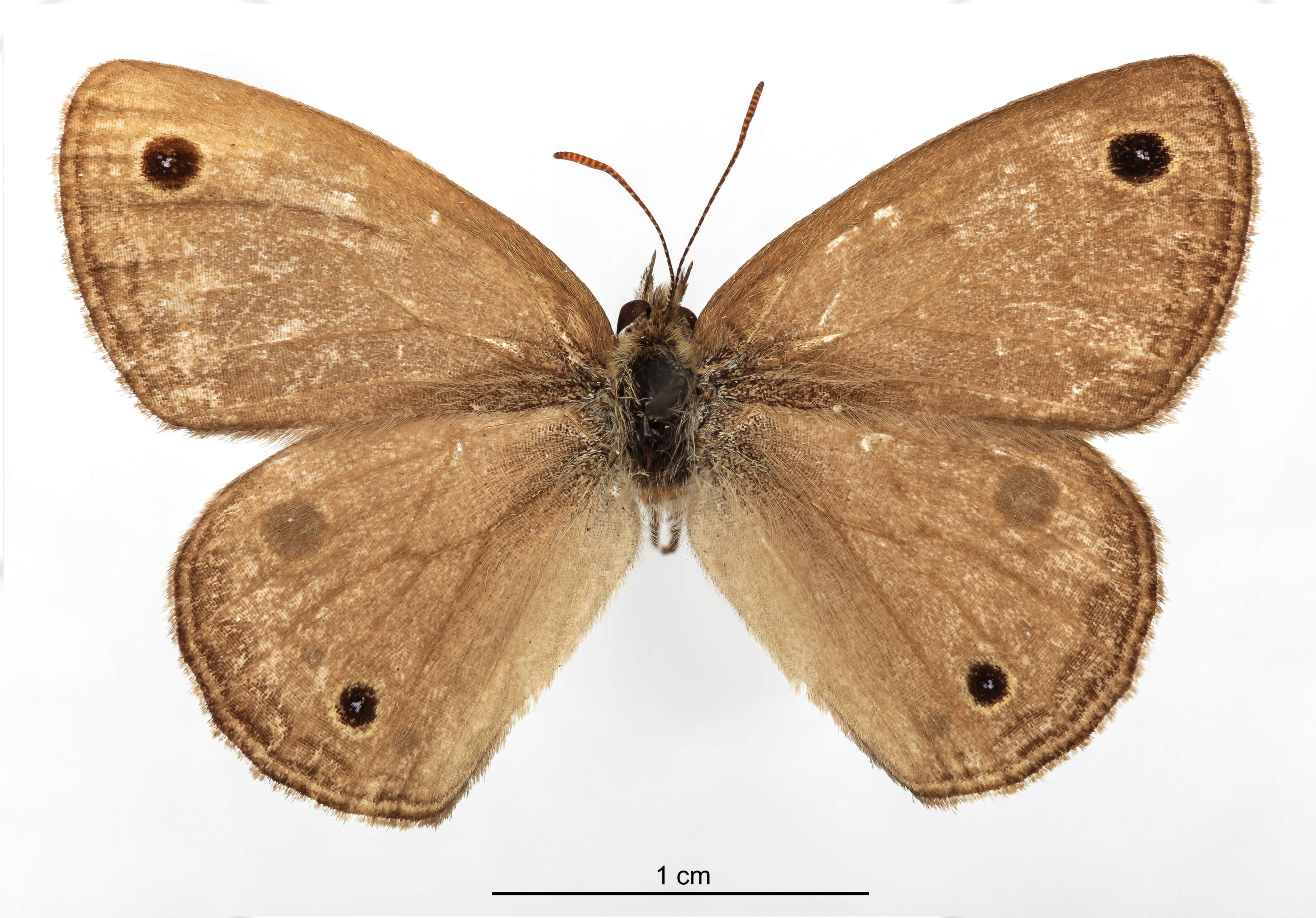 Image of brush-footed butterflies