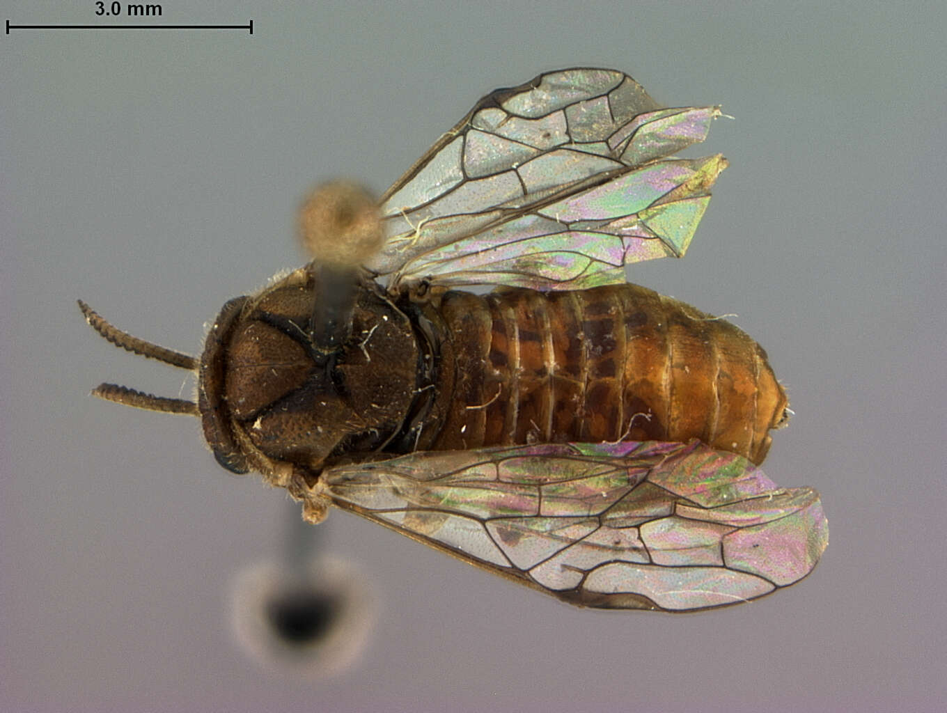Image of conifer sawflies