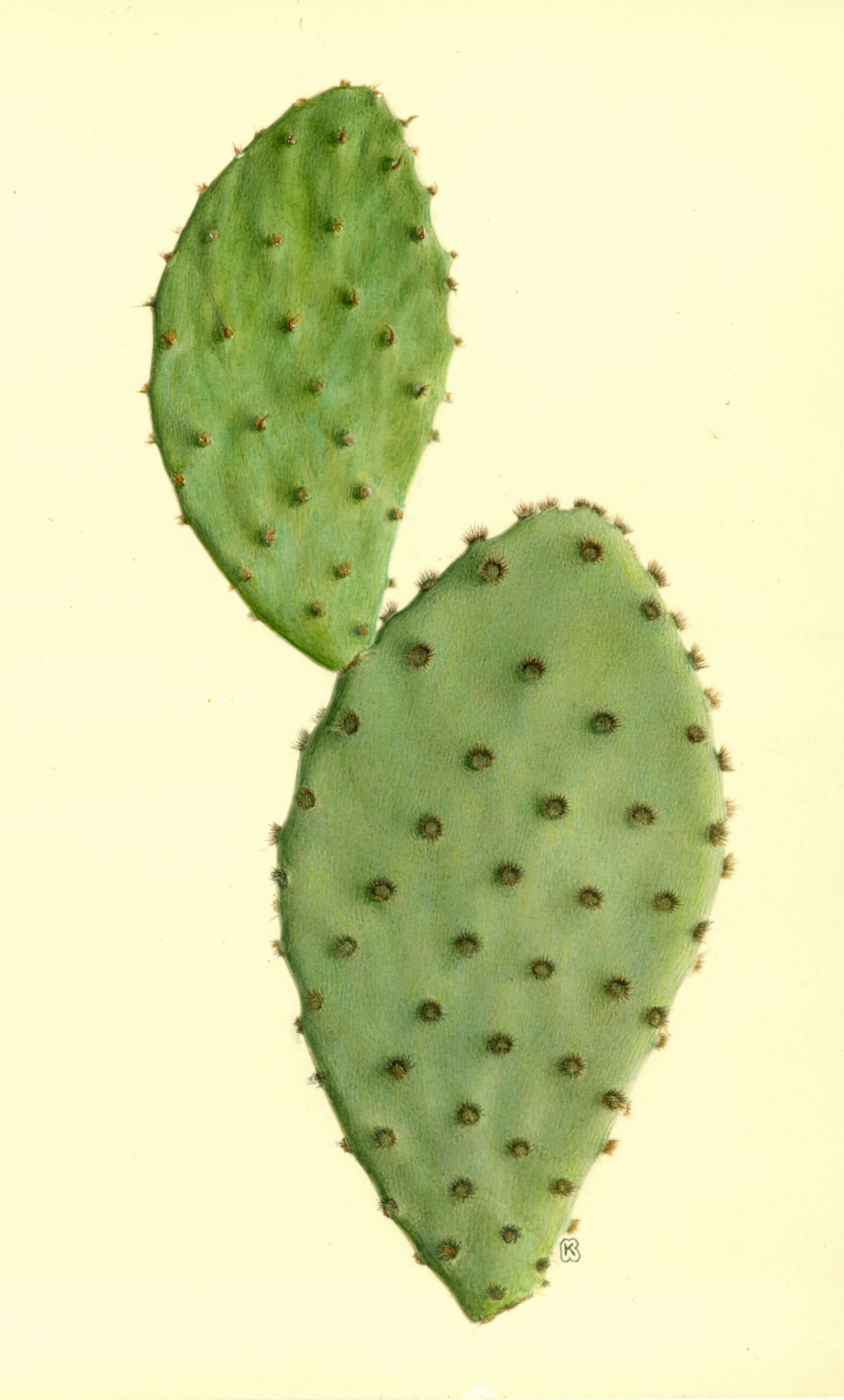 Image of Prickly Pears