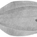 Image of Blackfin flounder