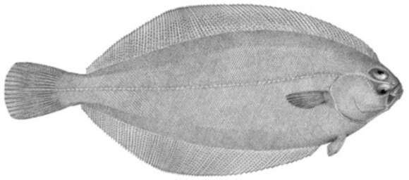 Image of Glyptocephalus
