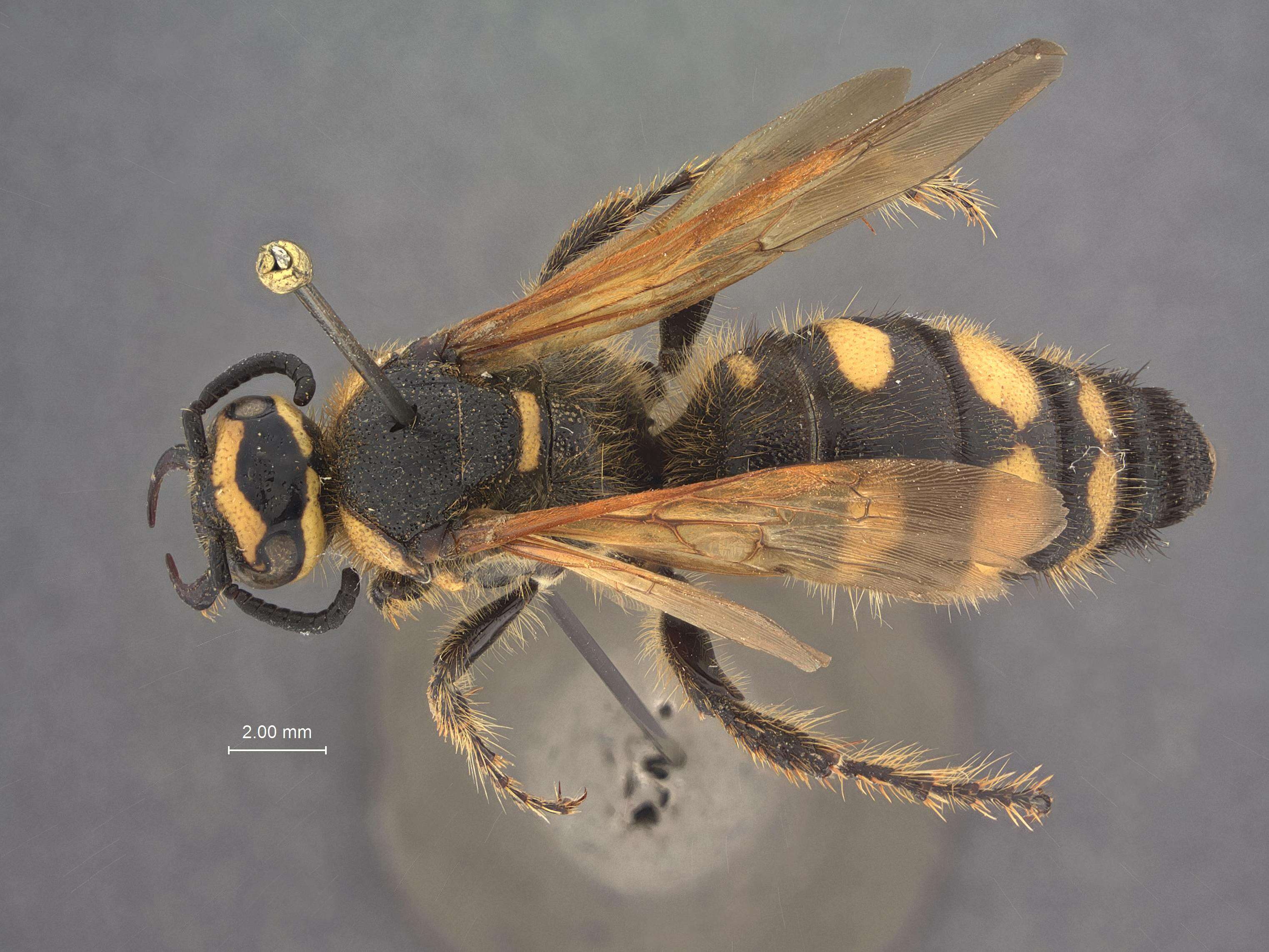 Image of Yellowjackets and Hornets, Paper Wasps; Potter, Mason and Pollen Wasps and allies