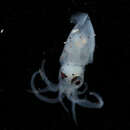 Image of Midwater Squid